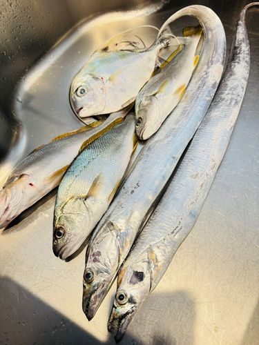 タチウオの釣果