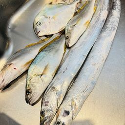 タチウオ