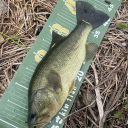 ラージマウスバス