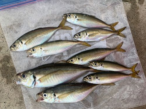 金沢水際線緑地（福浦岸壁）