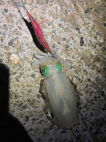 アオリイカの釣果