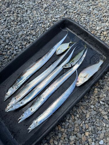タチウオの釣果