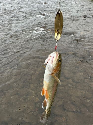 ニジマスの釣果