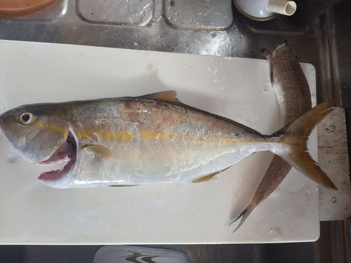 ネリゴの釣果