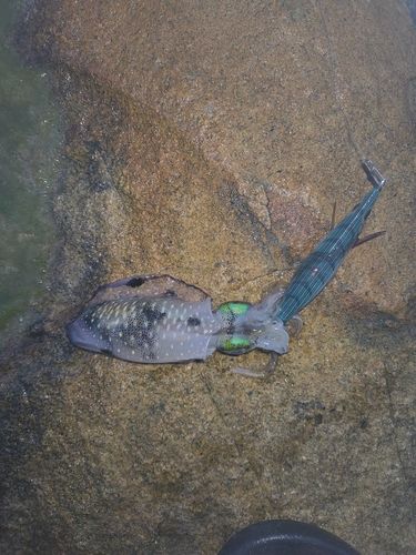 アオリイカの釣果