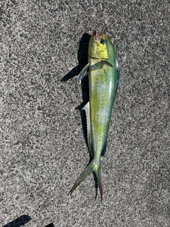 シイラの釣果