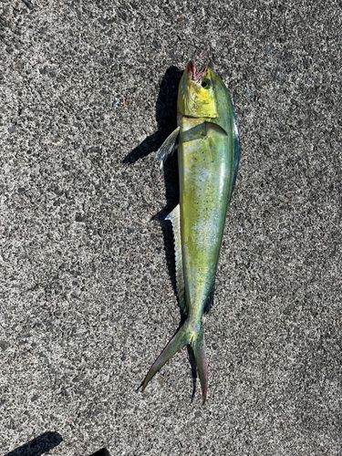シイラの釣果