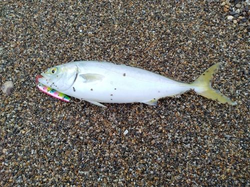 ワカシの釣果