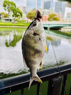 キビレの釣果