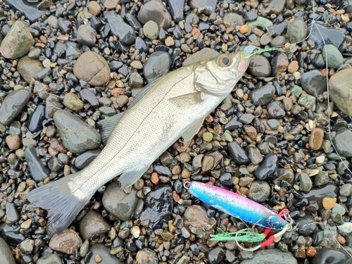 セイゴ（マルスズキ）の釣果
