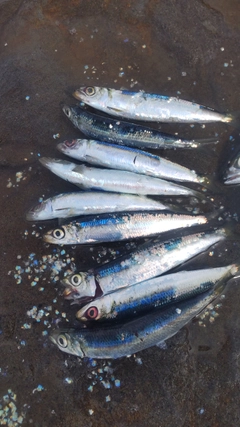 ウルメイワシの釣果