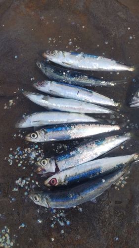 ウルメイワシの釣果