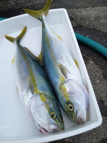 ワカシの釣果