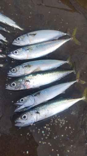 サバの釣果