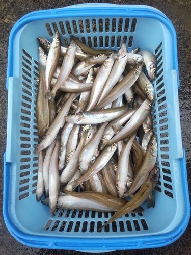 キスの釣果