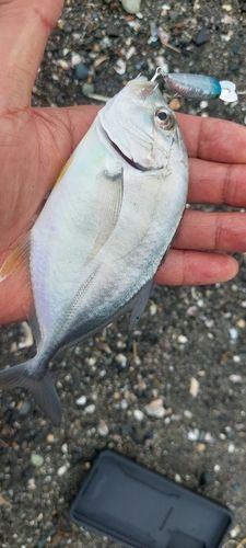 メッキの釣果