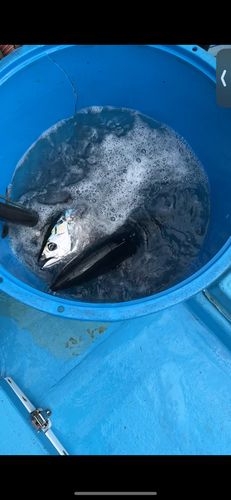 カツオの釣果