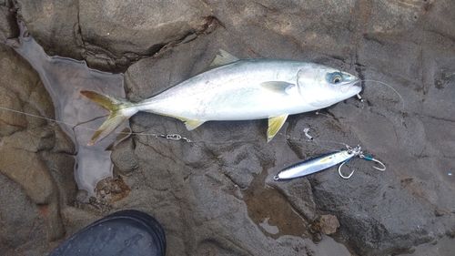 ワカシの釣果
