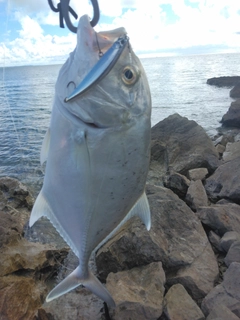 ロウニンアジの釣果