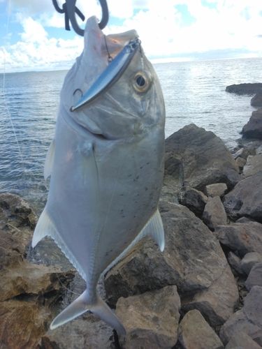 ロウニンアジの釣果