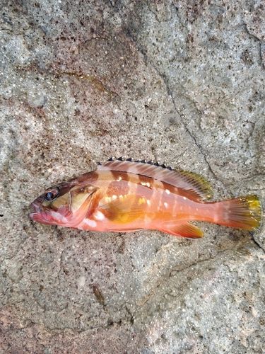 アカハタの釣果