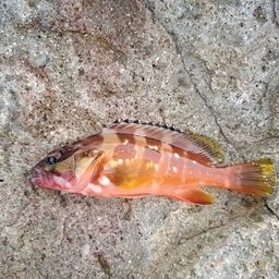 アカハタ