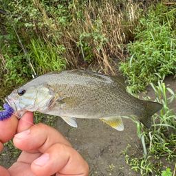 スモールマウスバス