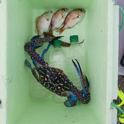 タイワンガザミの釣果