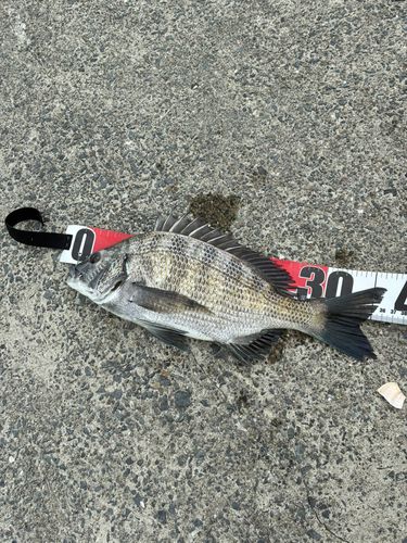 クロダイの釣果