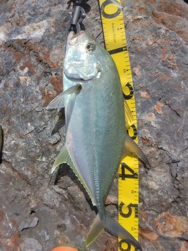 ギンガメアジの釣果