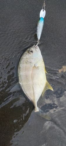 メッキの釣果