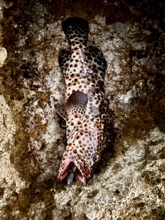 チャイロマルハタの釣果