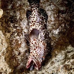 チャイロマルハタ