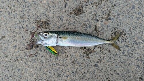 釣果