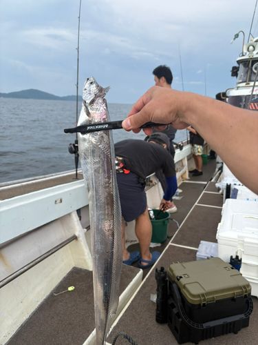 タチウオの釣果