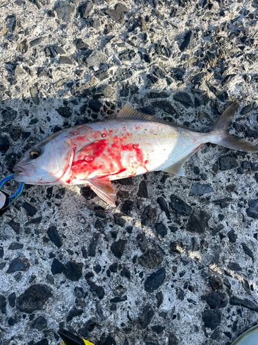 ネリゴの釣果