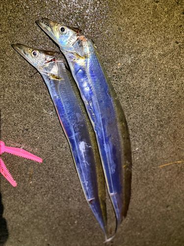 タチウオの釣果
