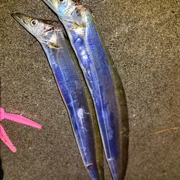 タチウオ