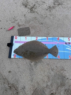 ヒラメの釣果
