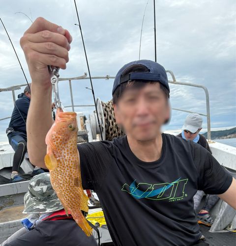 アコウの釣果