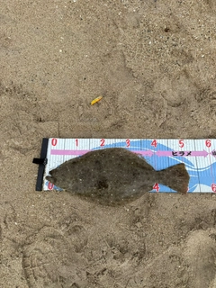ヒラメの釣果