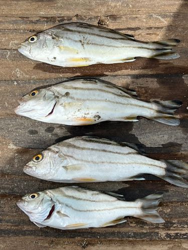 コトヒキの釣果