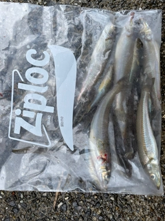 キスの釣果