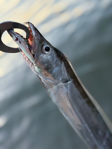 タチウオの釣果