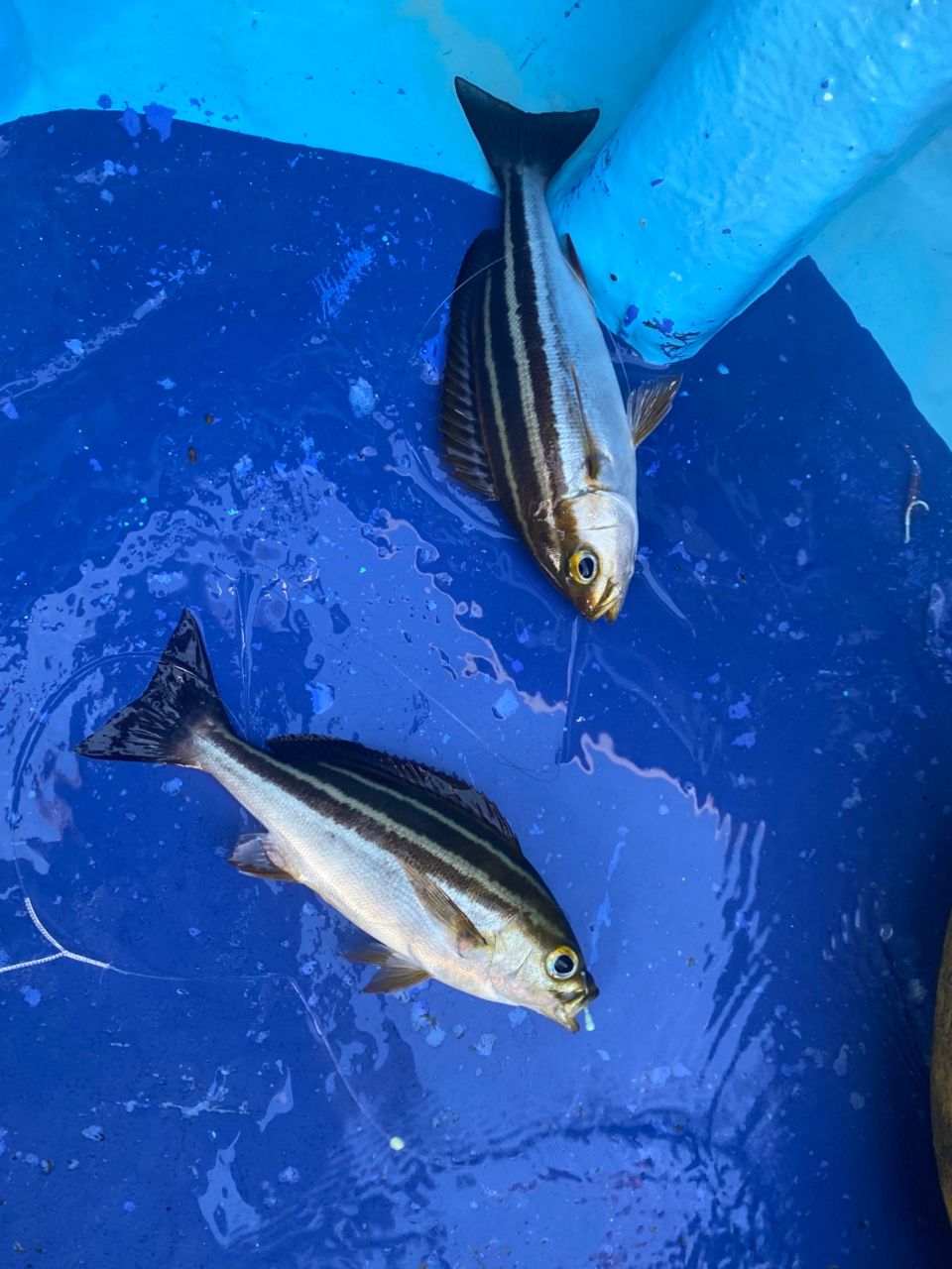 オトコマエさんの釣果 1枚目の画像