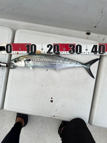 サゴシの釣果