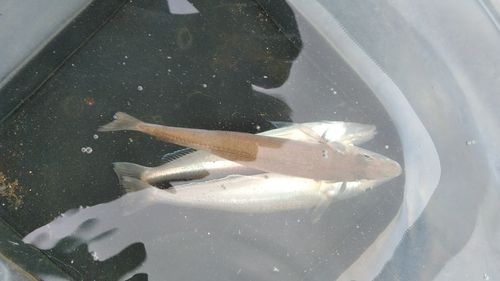 シロギスの釣果