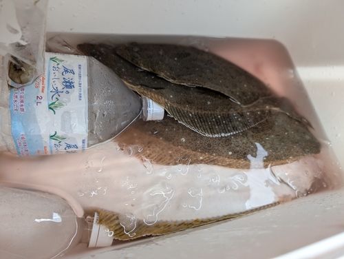 ヒラメの釣果