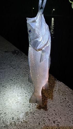 ヒラスズキの釣果