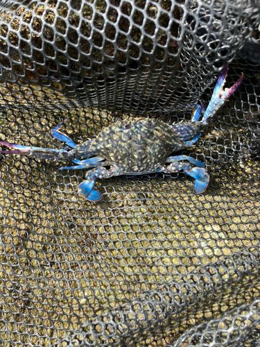 タイワンガザミの釣果